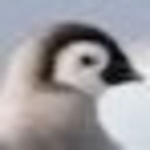 Meet your Posher, Abbey